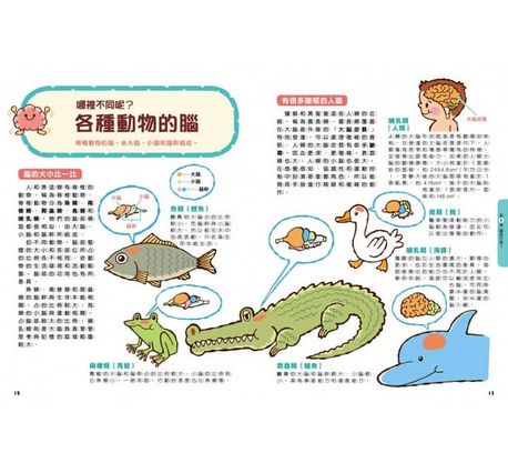 腦的祕密：清楚解說腦的構造與功用！